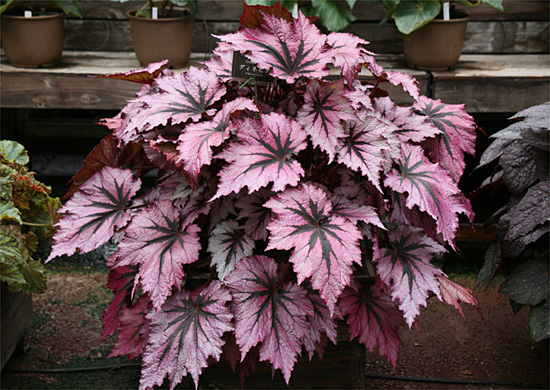 B. ‘Guinevere’